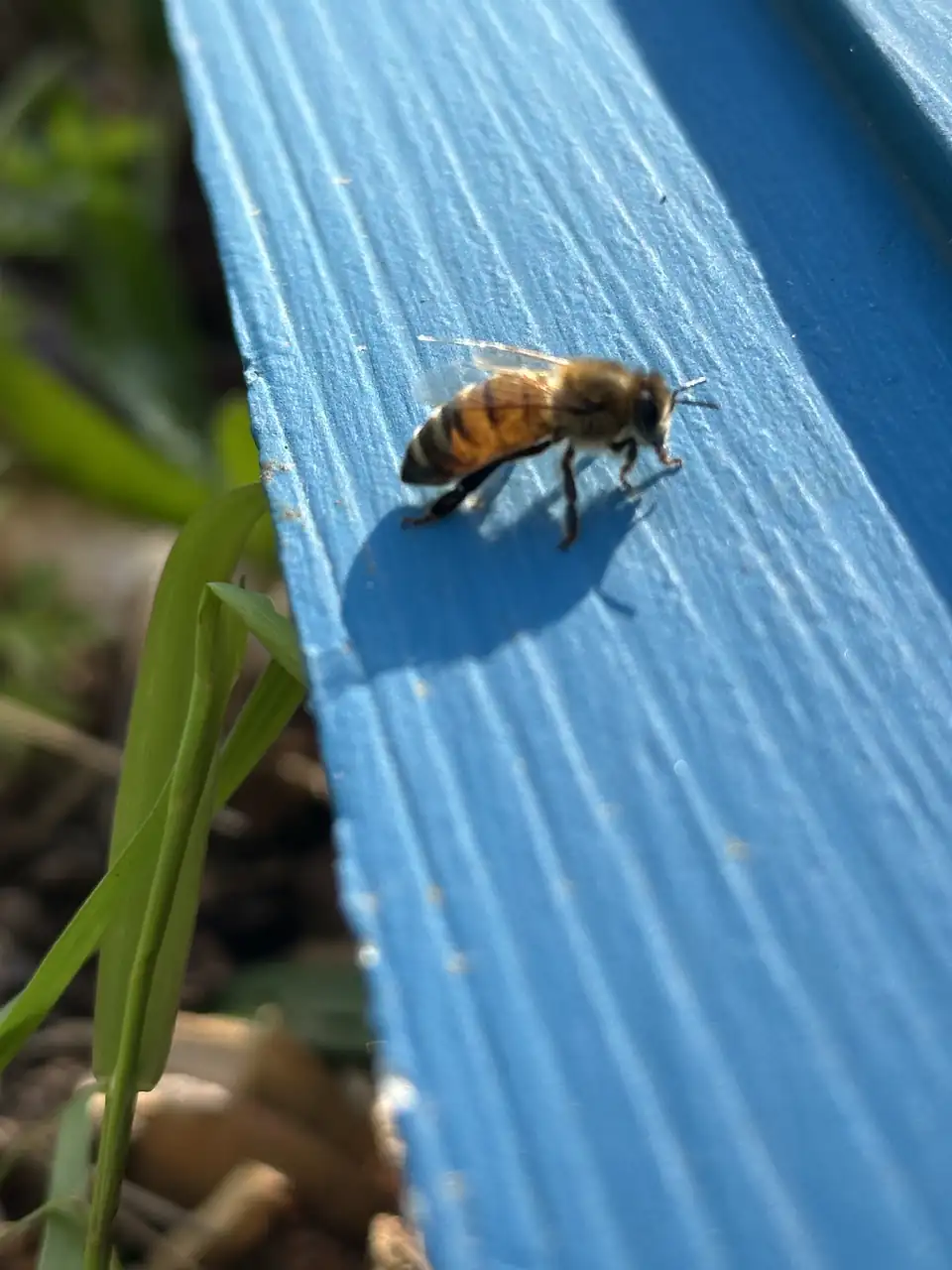 A honeybee resting on a blue painted board