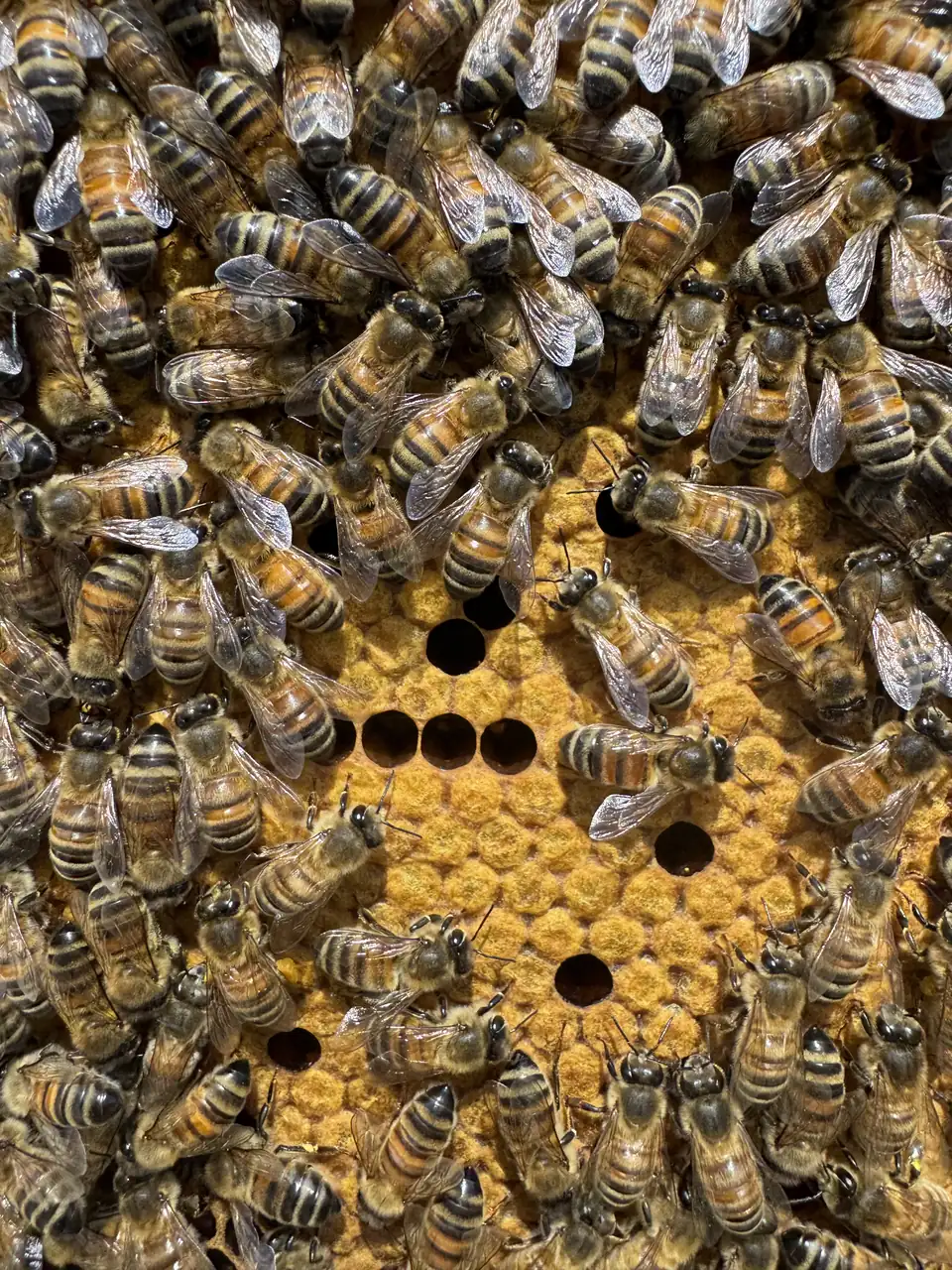 Honeybees on capped comb