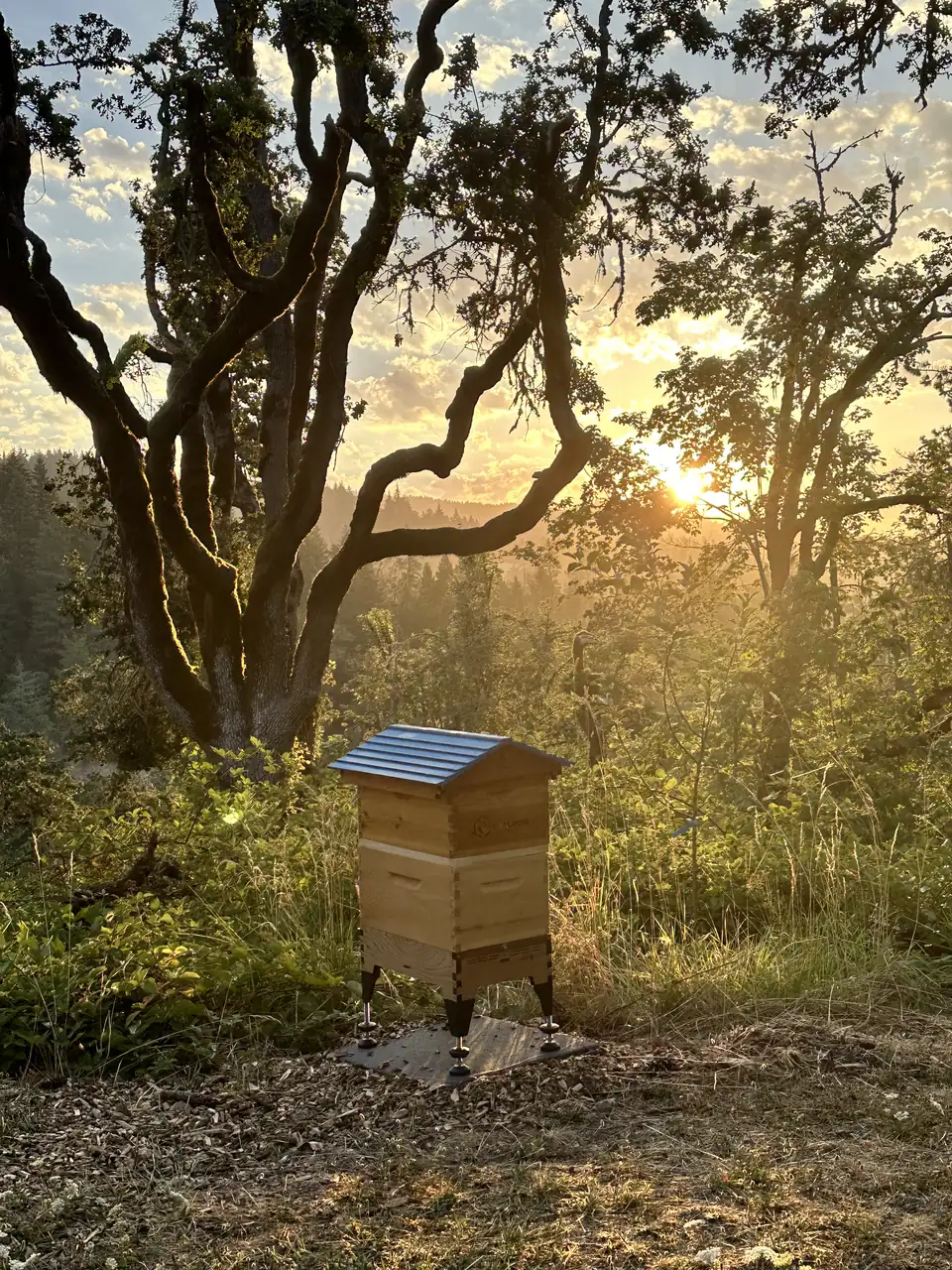 One of our hives at sunrise under the oaks, sun flaring through the branches
