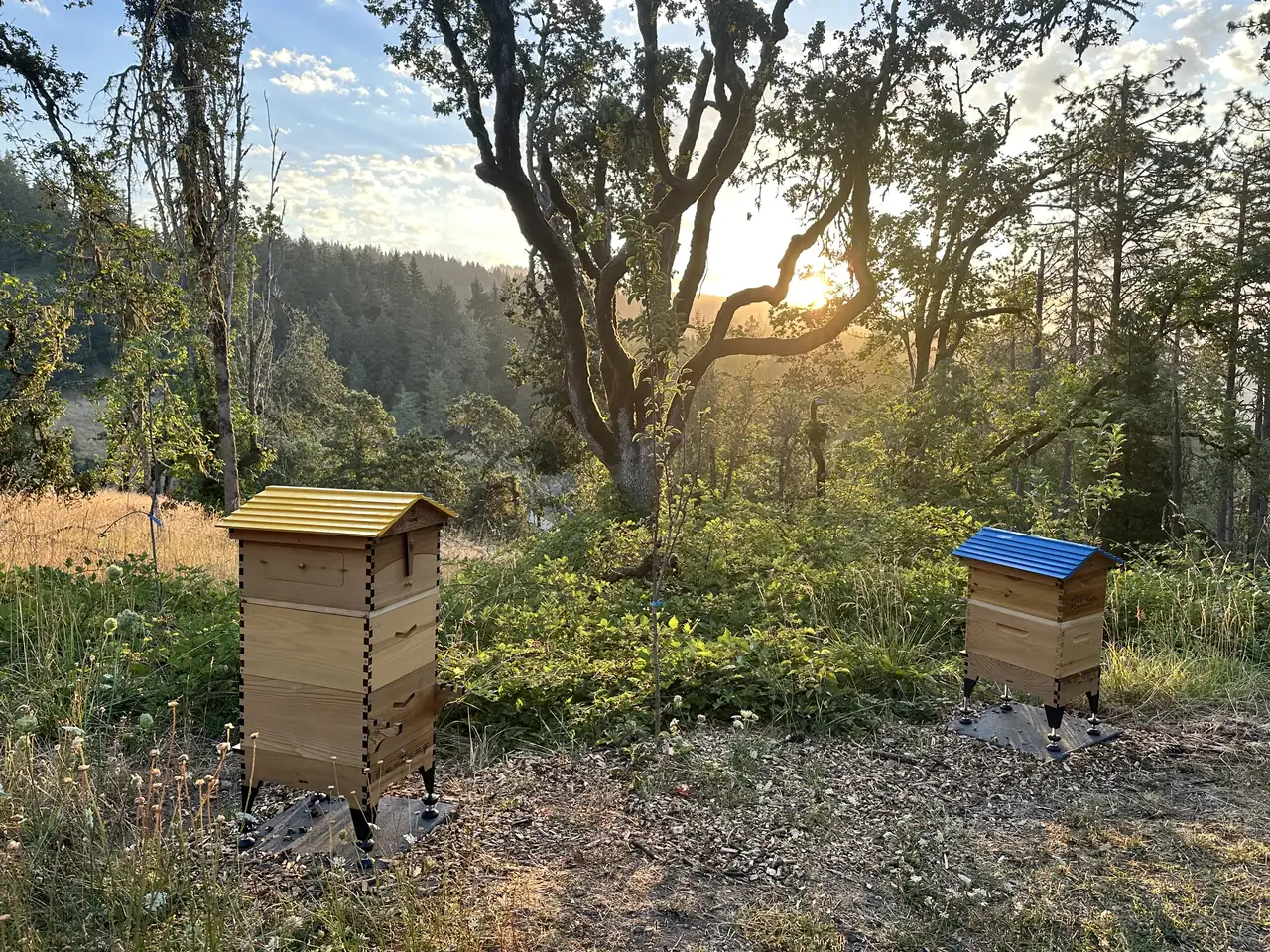 Two hives at sunrise in a clearing among oaks