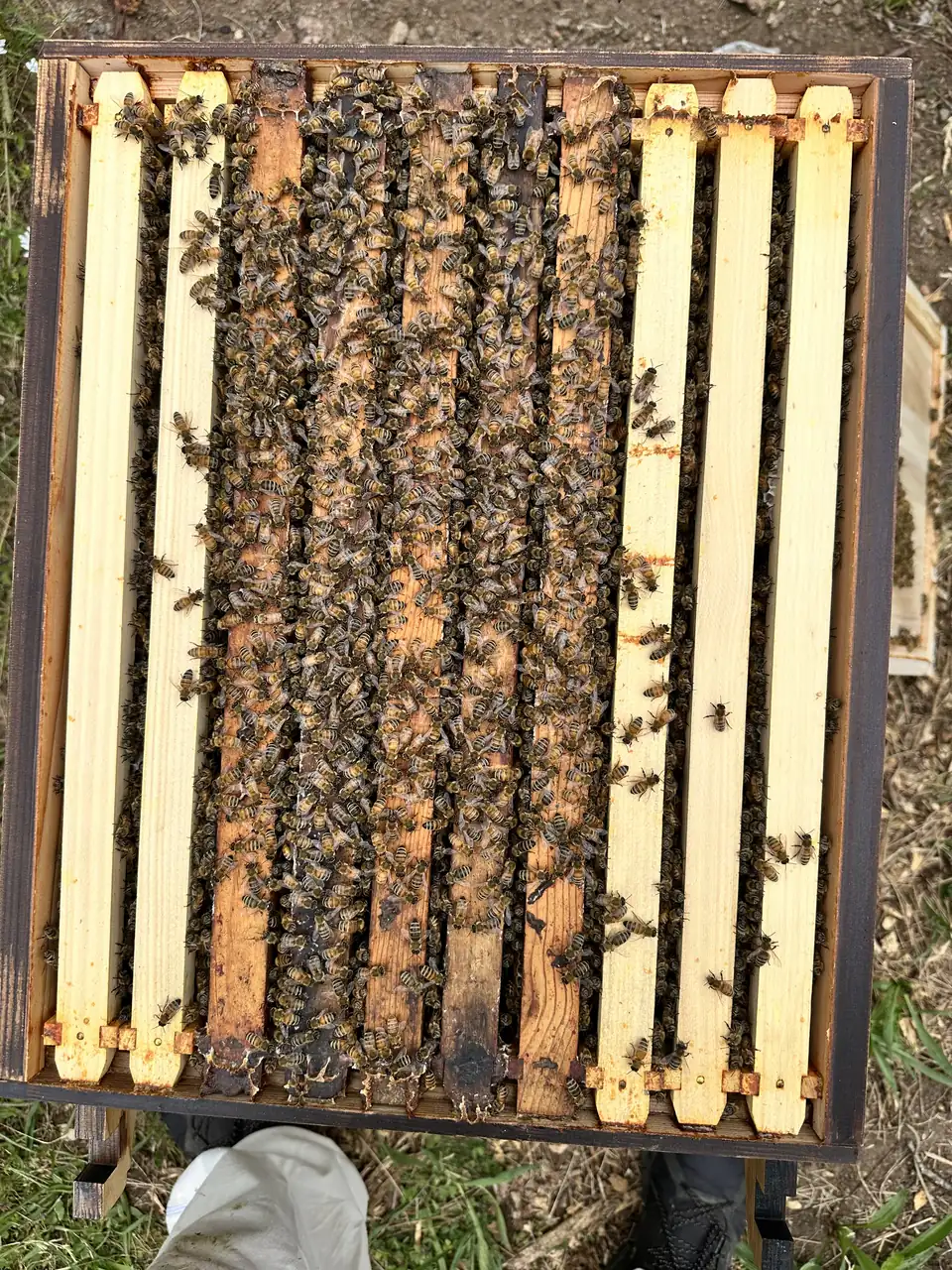 A frame pulled from an open hive, covered in honeybees