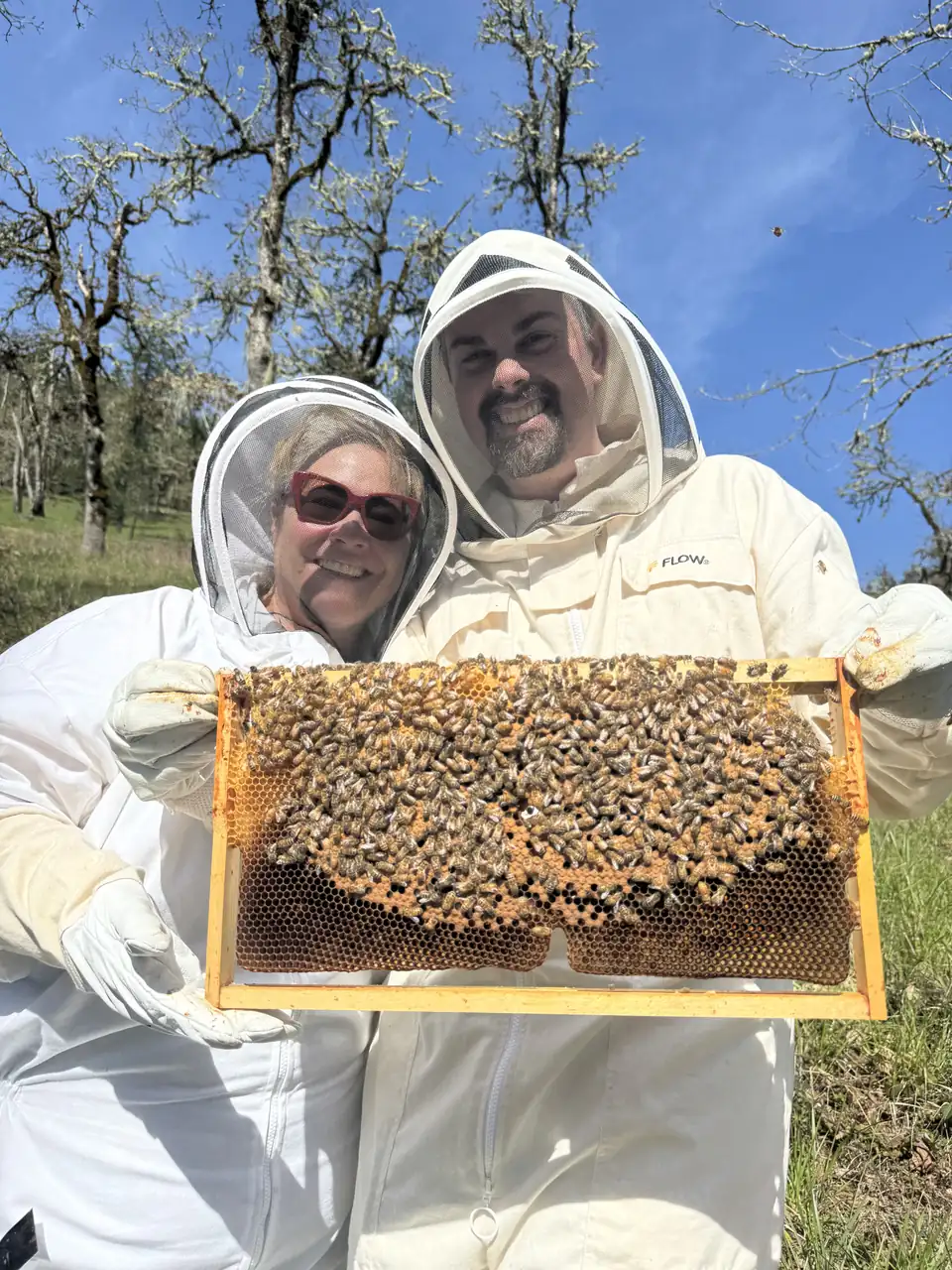 Kathryn and Geoff in veils holding up a frame covered in bees under the oaks