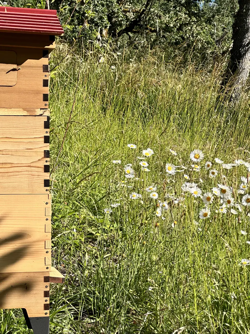 The red-roofed hive rising above white daisies