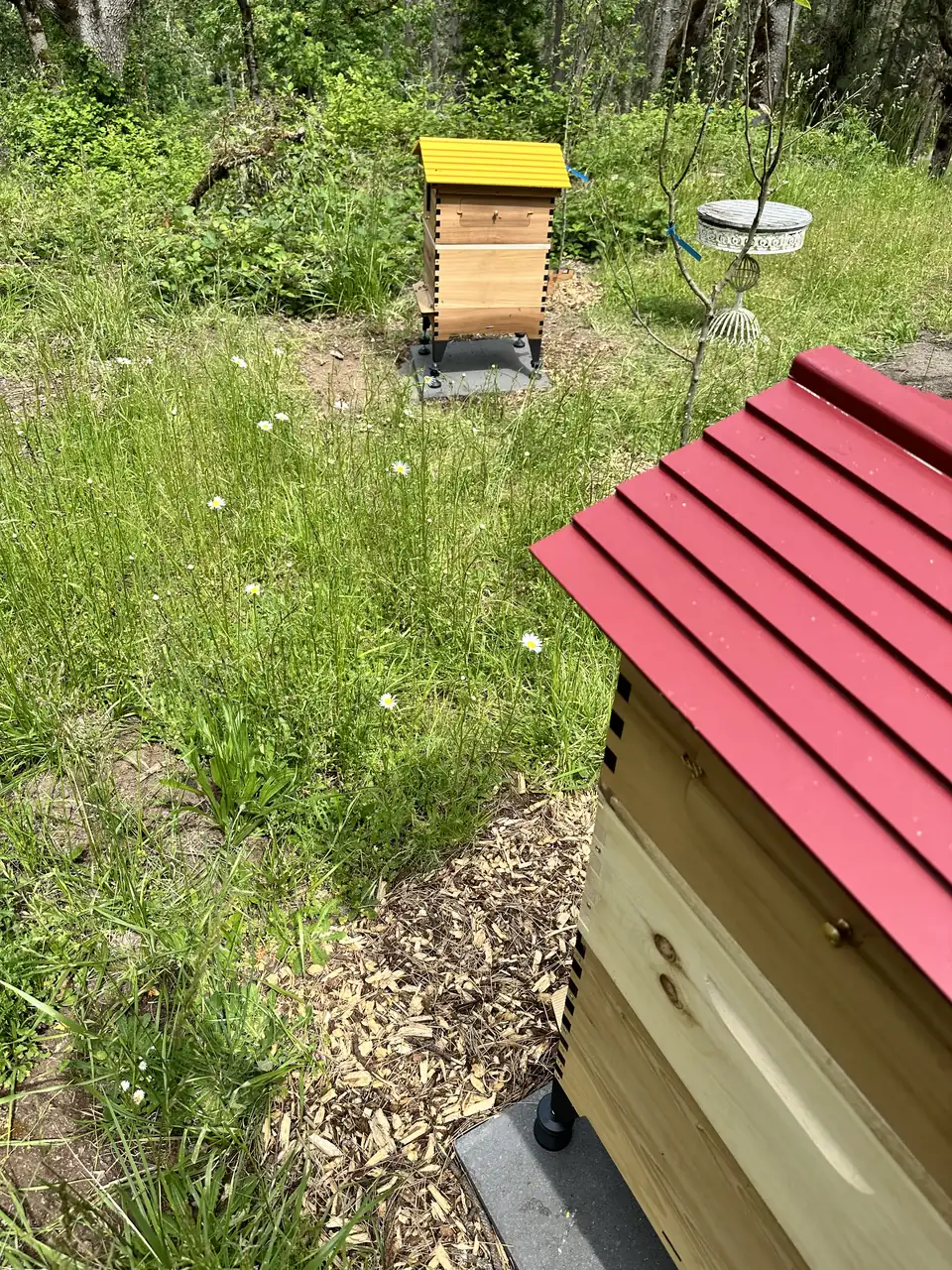 The red-roofed hive in the meadow